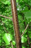 Betula pendula