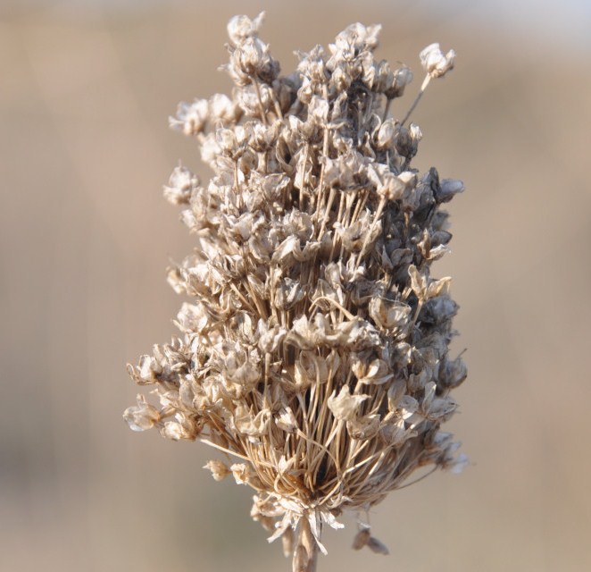Image of Allium guttatum ssp. sardoum specimen.