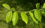 Hemiptelea davidii