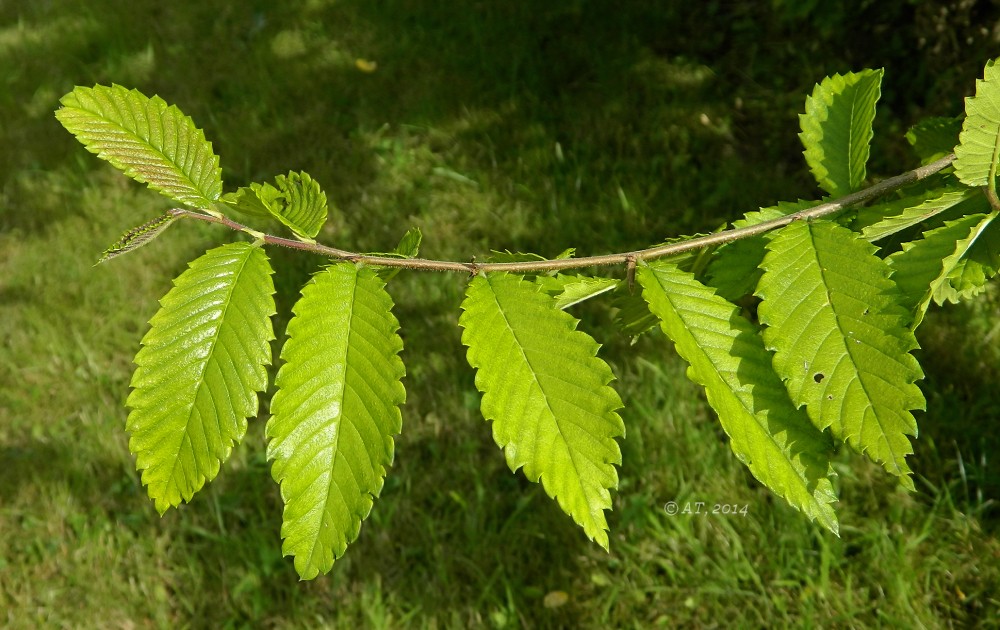 Image of Hemiptelea davidii specimen.