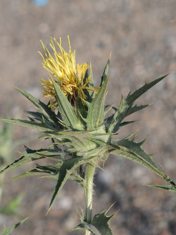 Image of Carthamus &times; turkestanicus specimen.