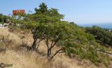 Albizia julibrissin