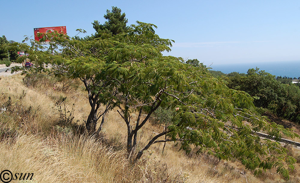 Image of Albizia julibrissin specimen.