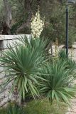 Yucca gloriosa. Цветущее растение на набережной. Черногория, муниципалитет Будва, пос. Свети-Стефан, в культуре. 07.10.2014.