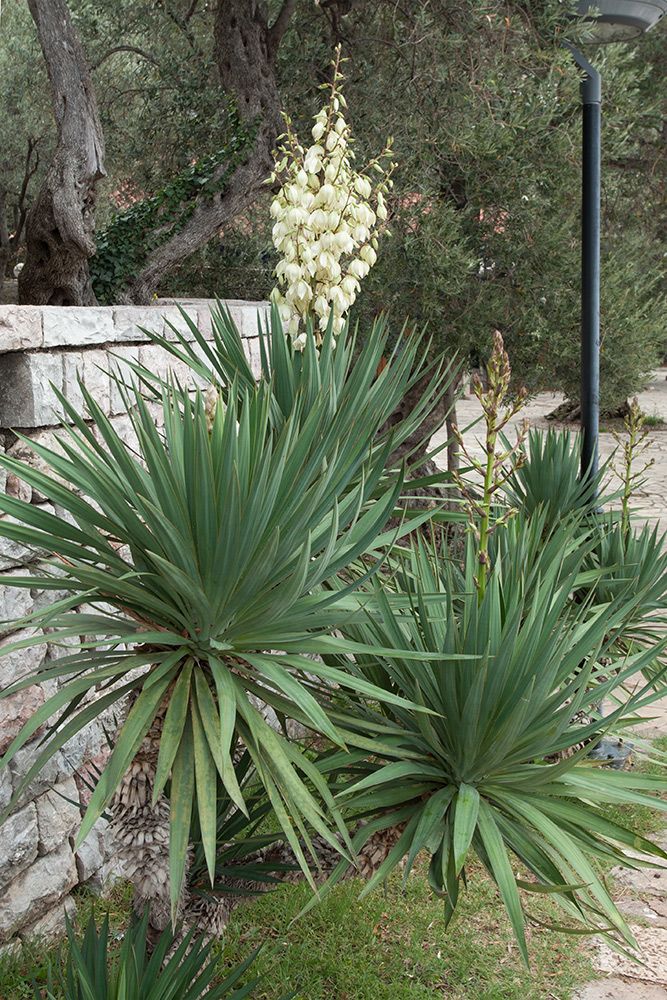 Изображение особи Yucca gloriosa.