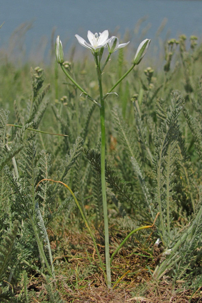 Изображение особи Ornithogalum navaschinii.