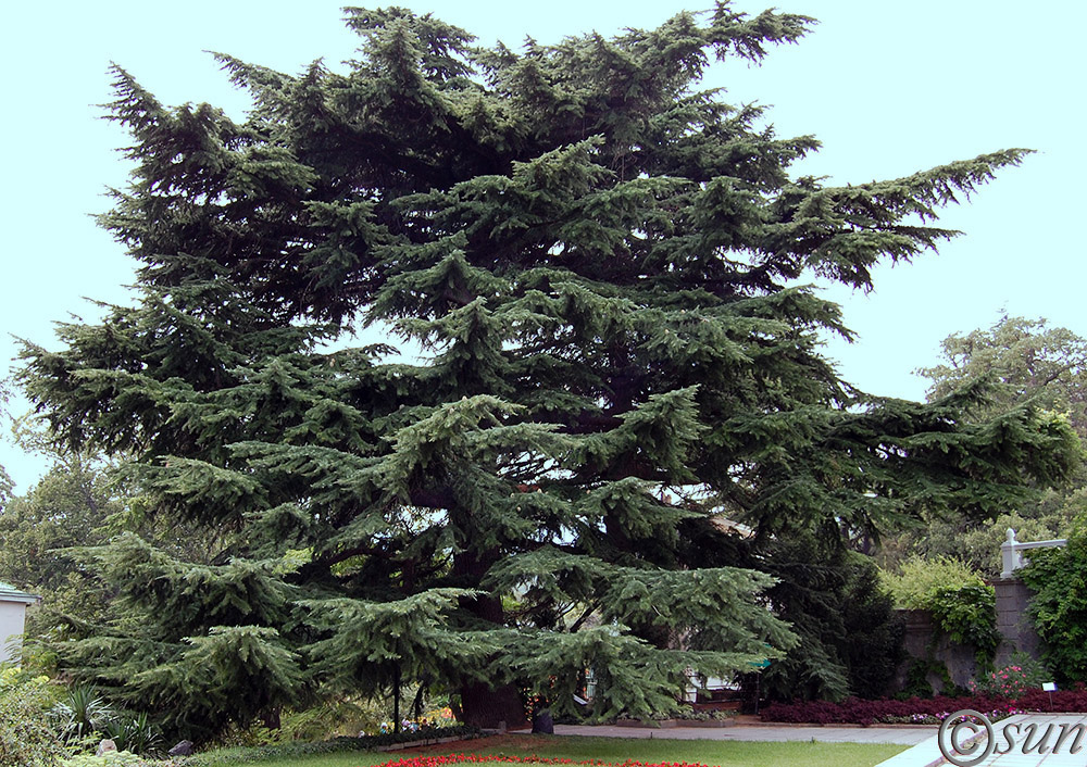 Image of Cedrus deodara specimen.