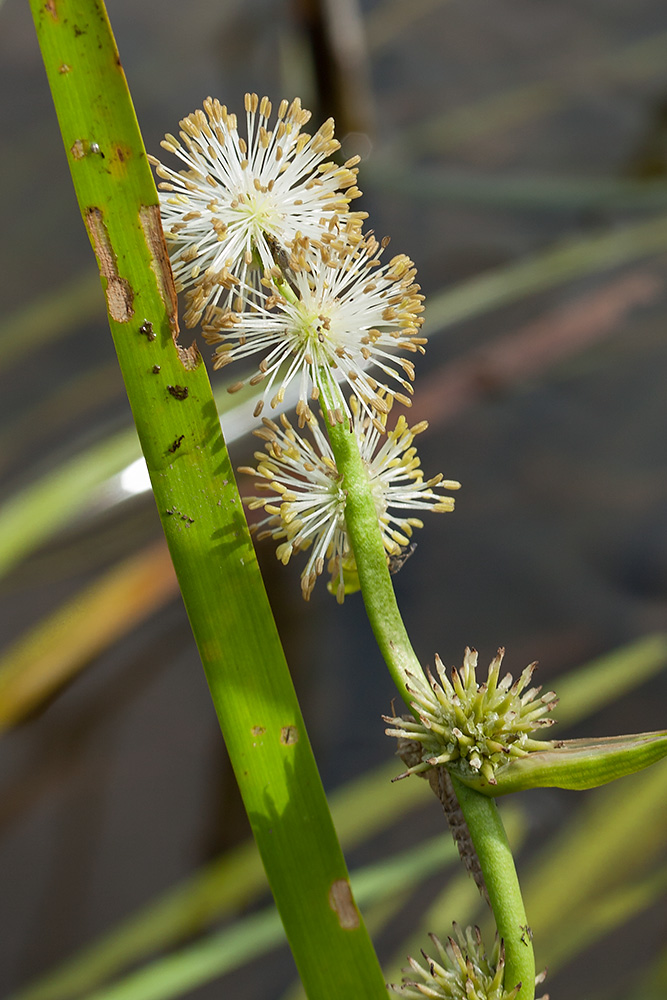 Image of Sparganium &times; oligocarpum specimen.