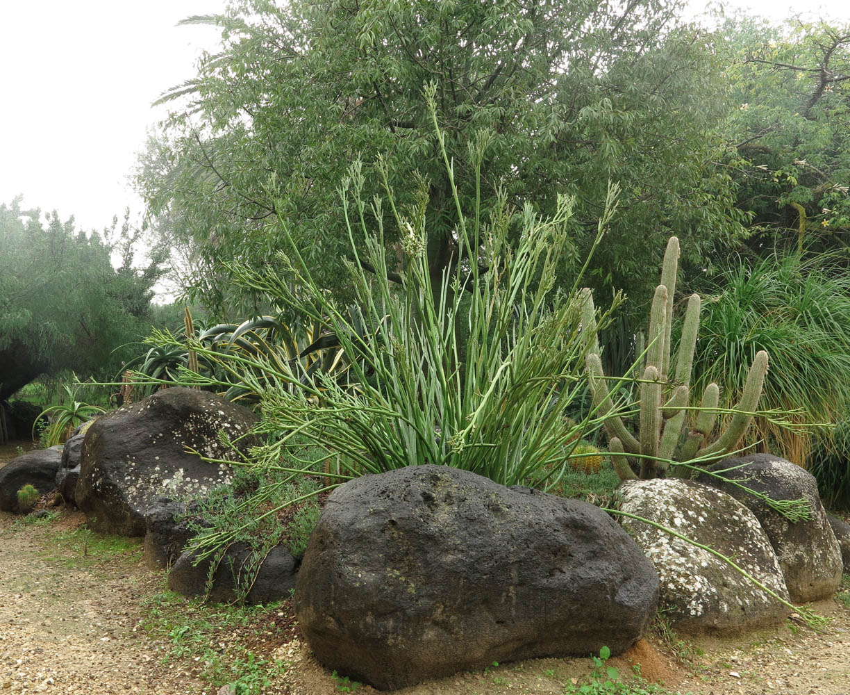Image of Euphorbia lomelii specimen.