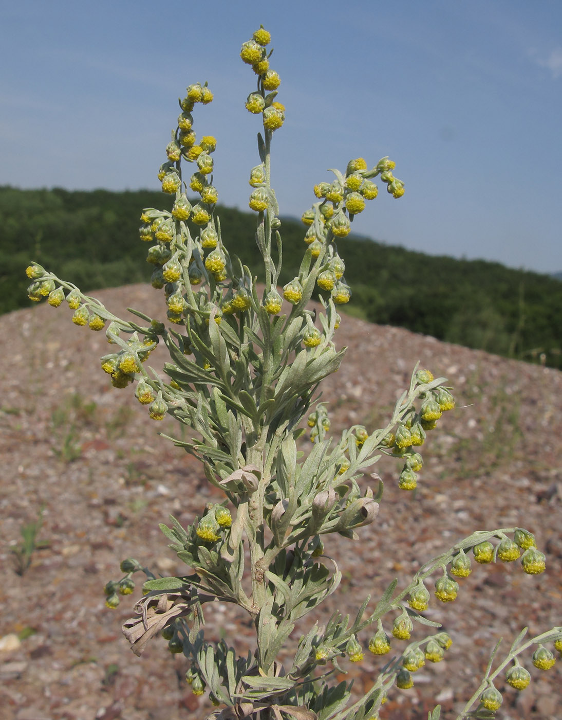 Изображение особи Artemisia absinthium.