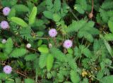 Mimosa pudica. Верхушка цветущего растения. Андаманские острова, остров Северный Андаман, окр. г. Диглипур, у дороги. 09.01.2015.