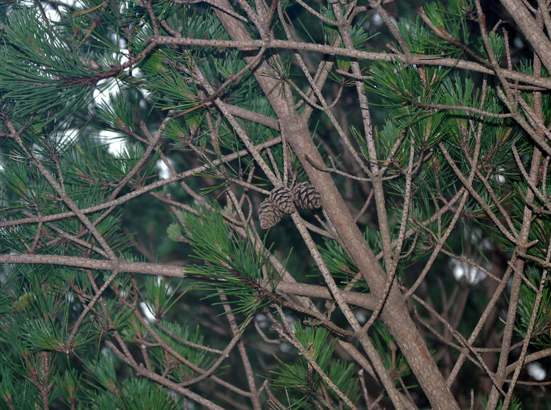 Image of Pinus densiflora specimen.