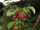 Rubus idaeus