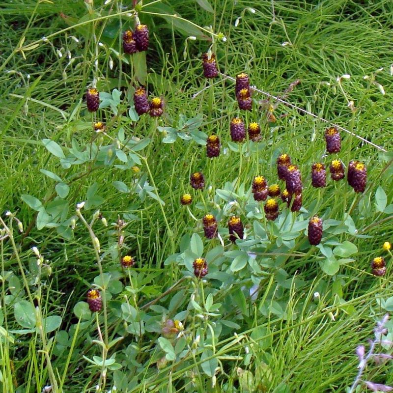 Изображение особи Trifolium spadiceum.