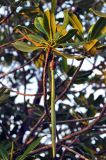 Rhizophora mucronata. Верхушка ветви с проросшим плодом. Андаманские острова, остров Нил, каменистое побережье. 03.01.2015.