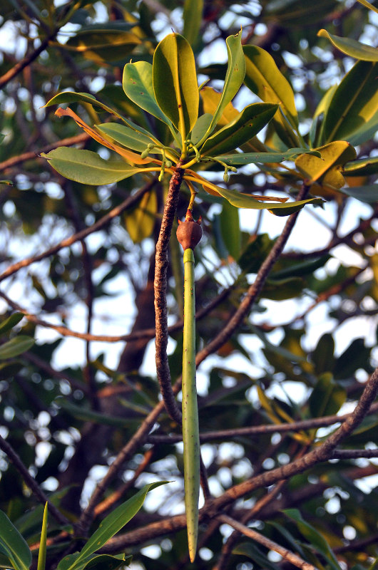 Image of Rhizophora mucronata specimen.