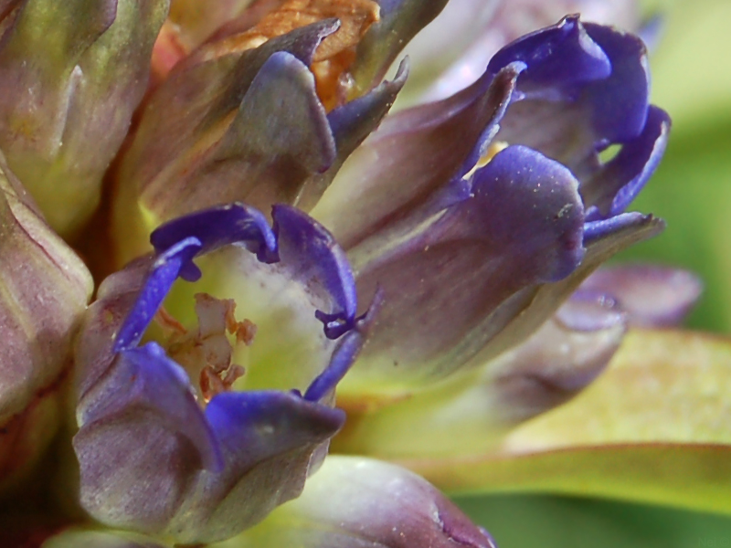 Image of Gentiana macrophylla specimen.