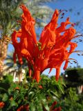 Tecomaria capensis