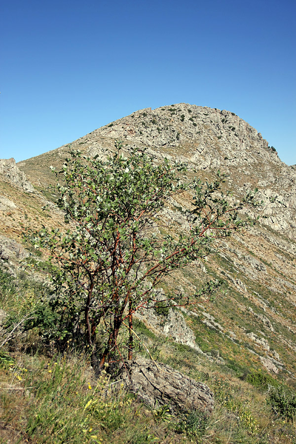 Image of Sorbus persica specimen.