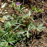 Geranium columbinum