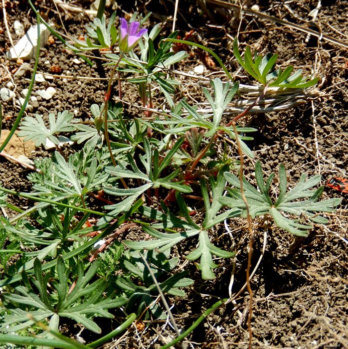 Image of Geranium columbinum specimen.