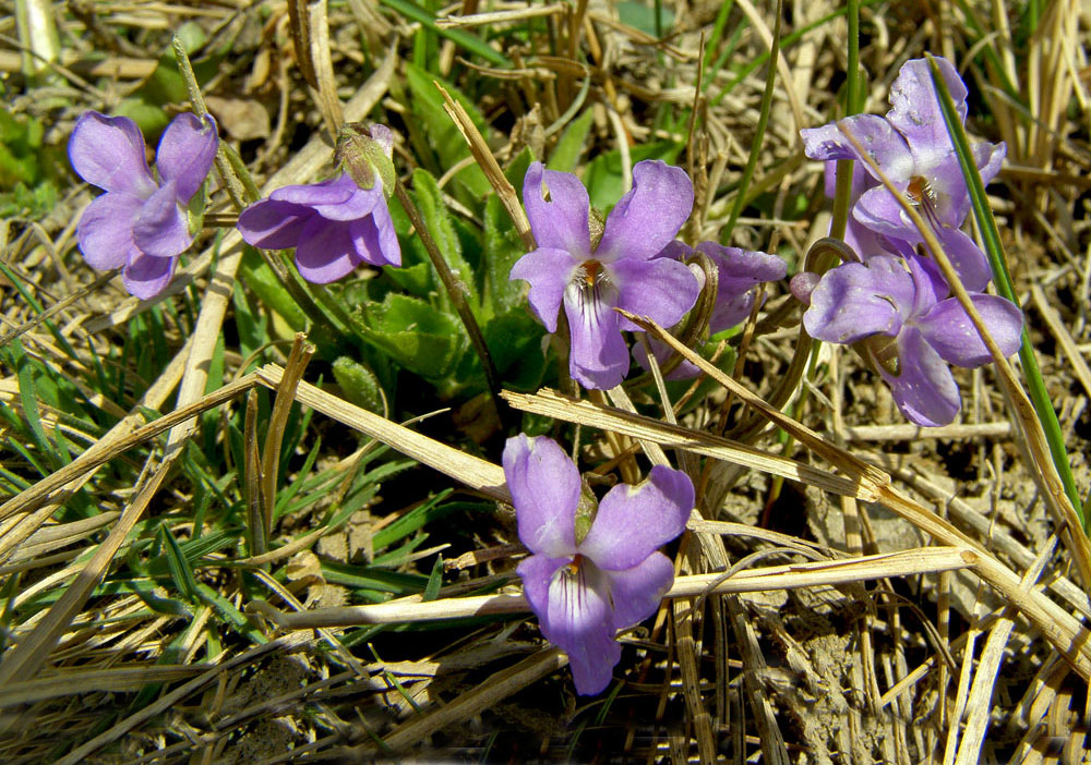 Image of genus Viola specimen.