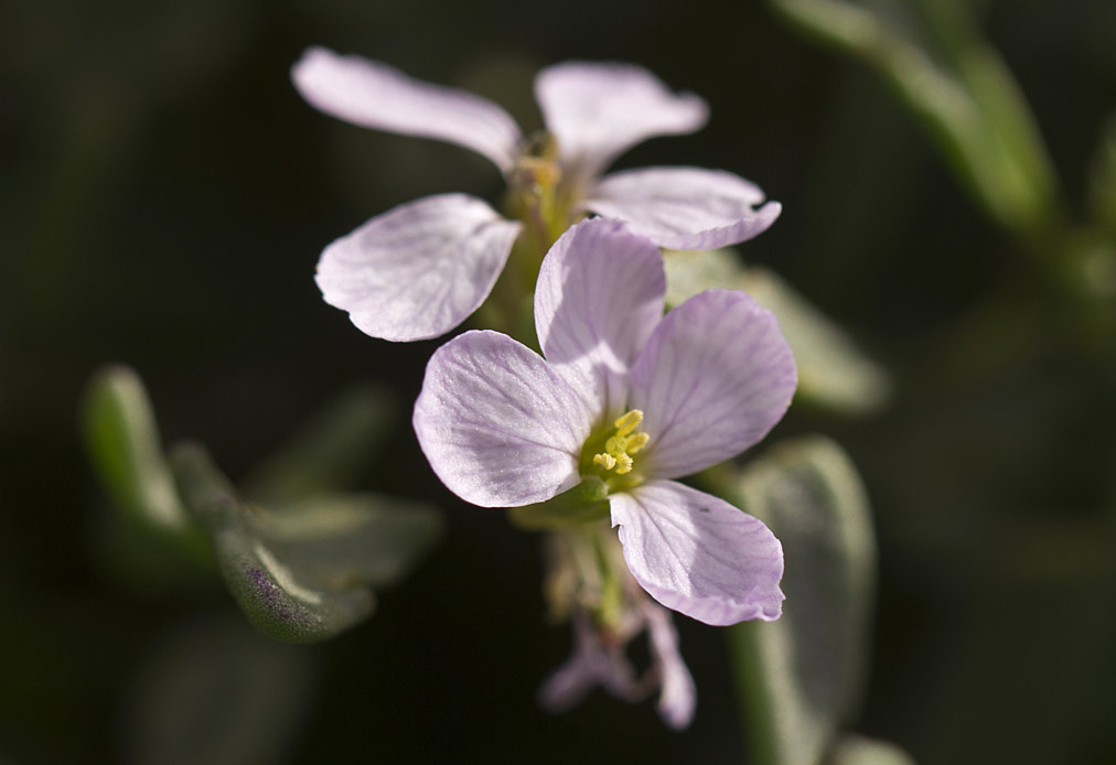 Image of Cakile maritima specimen.