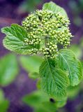 Viburnum lantana. Побег с бутонами. Санкт-Петербург, 12.05.2009.