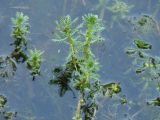 Myriophyllum verticillatum