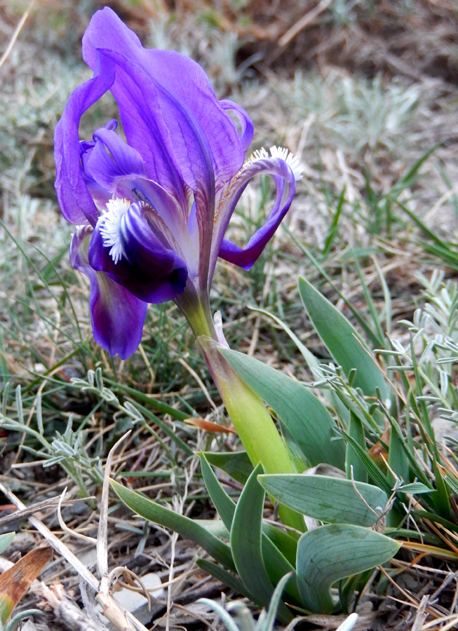 Изображение особи Iris pumila.