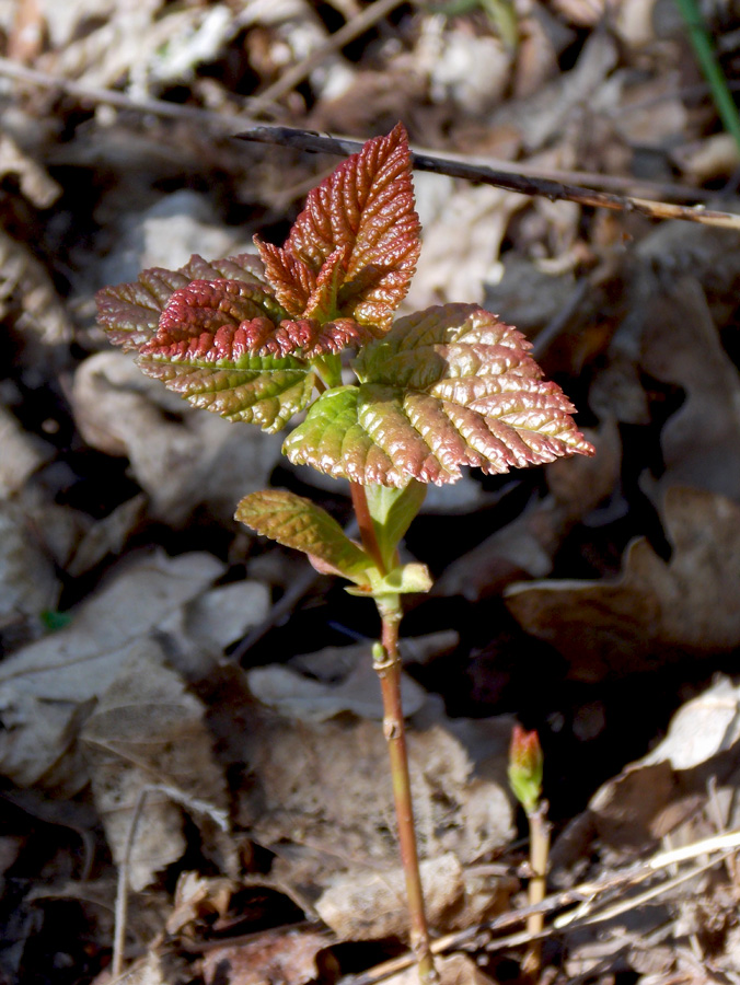 Image of Acer tataricum specimen.