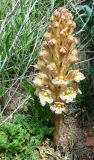 Orobanche gigantea