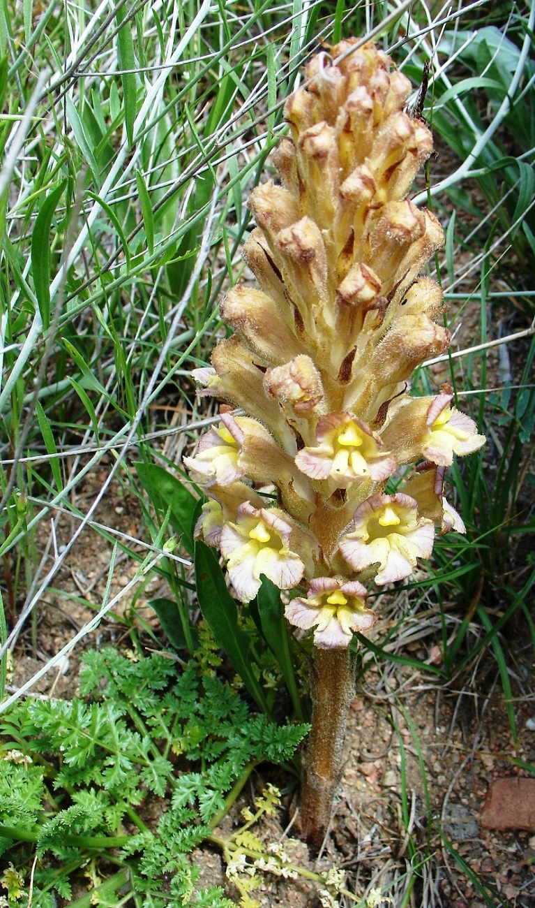 Image of Orobanche gigantea specimen.