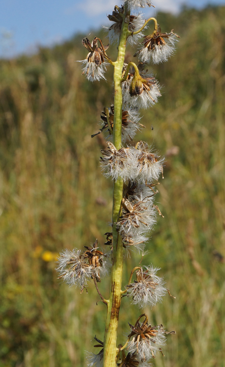 Image of Ligularia altaica specimen.