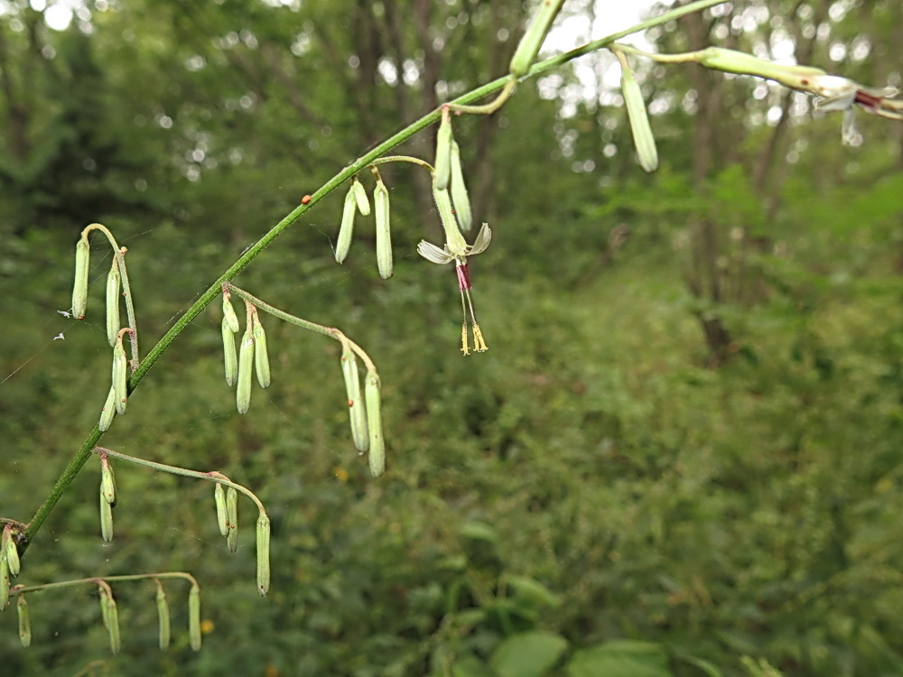 Изображение особи Prenanthes tatarinowii.