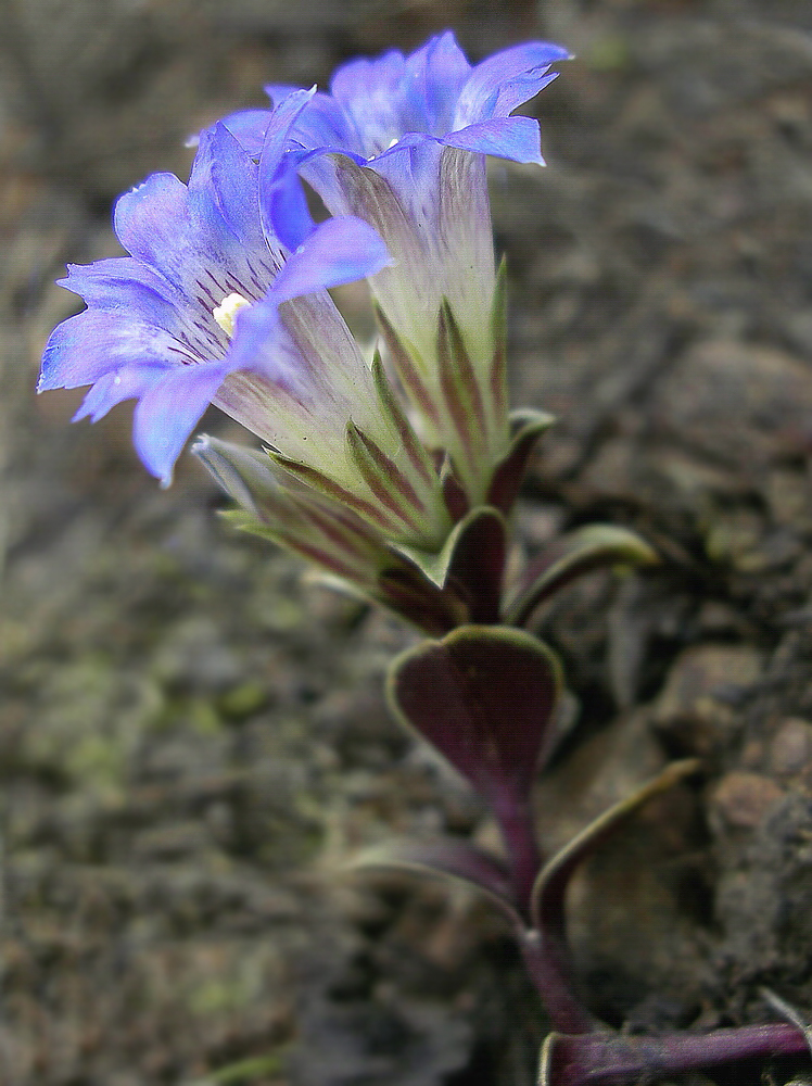 Image of Gentiana zollingeri specimen.