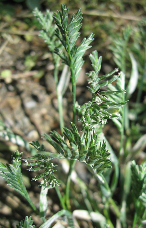 Изображение особи Sclerochloa dura.