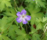 Geranium wlassovianum. Цветок. Иркутская обл., Ольхонский р-н, берег оз. Байкал, окр. базы Чара, пойма руч. Хорга. 03.07.2014.