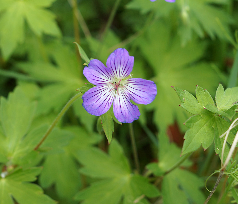 Изображение особи Geranium wlassovianum.