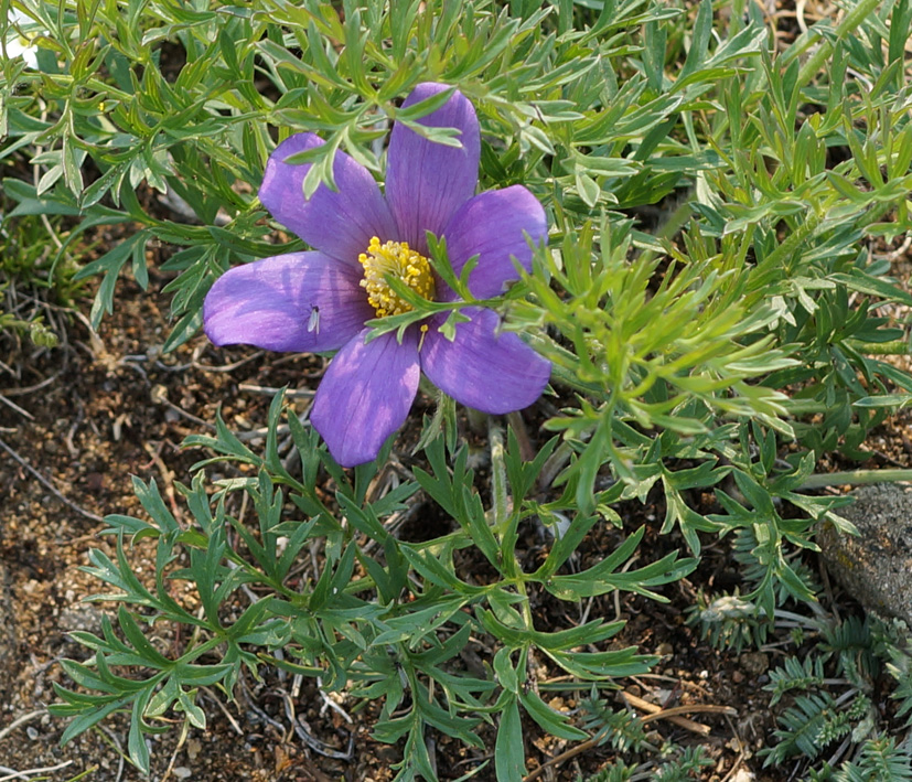 Изображение особи Pulsatilla turczaninovii.