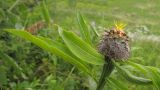 Grossheimia polyphylla. Верхушка побега с раскрывающимся соцветием. Адыгея, Кавказский биосферный заповедник, гора Гузерипль, субальпийский луг на склоне горы, выс. ≈ 2050 м н.у.м. 26.07.2015.