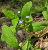 Myosotis sparsiflora. Верхушка побега с соцветием. Краснодарский край, м/о г. Новороссийск, ущ. Щель Мардакова, дубово-грабово-буковый лес, у ручья. 17.04.2016.