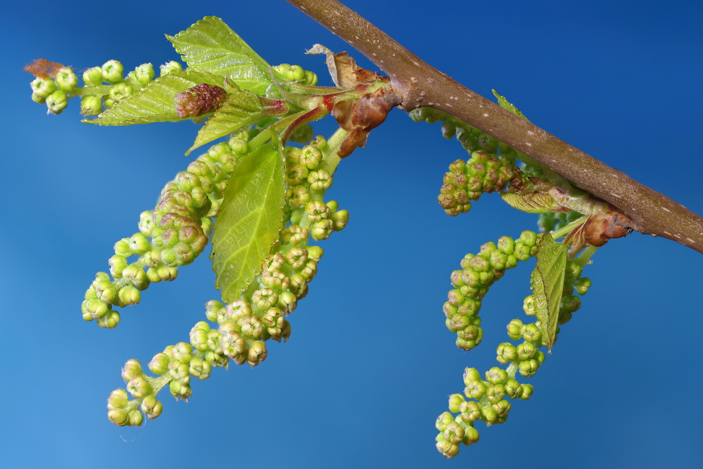 Изображение особи Morus alba.