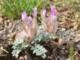 Astragalus chaetodon. Цветущее растение. Казахстан, Чу-Илийские горы, глинисто-щебнистая предгорная равнина. 07.05.2016.