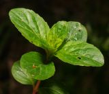 Mentha arvensis