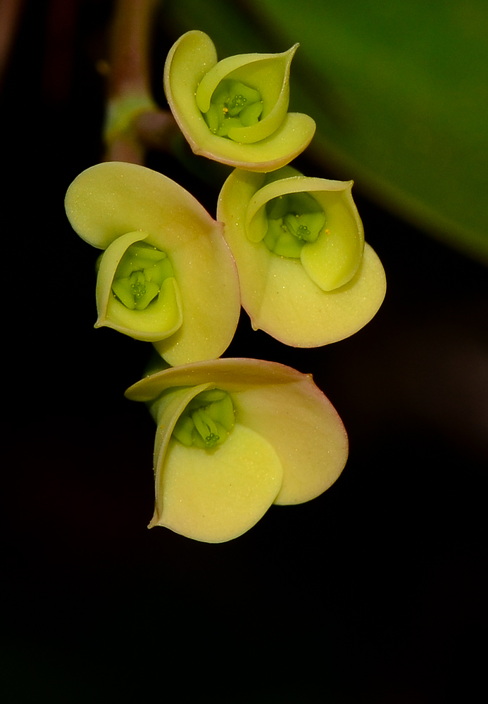 Изображение особи Euphorbia splendens.