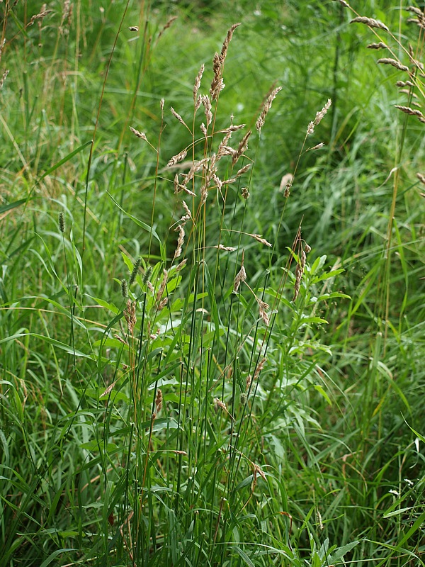 Изображение особи Dactylis glomerata.