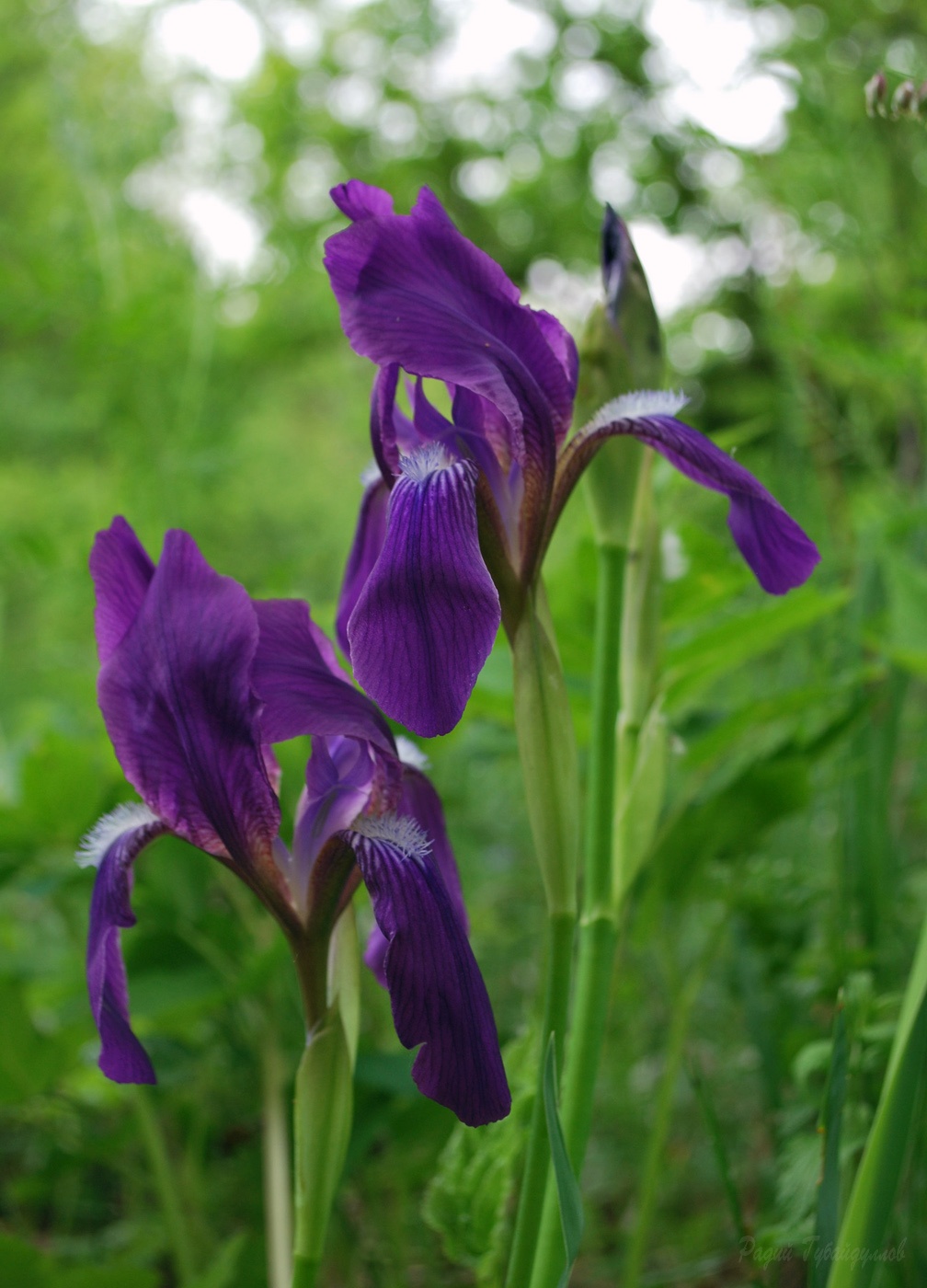 Image of Iris aphylla specimen.