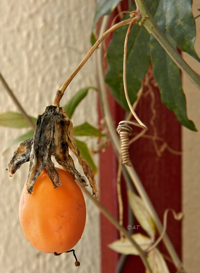 Изображение особи Passiflora caerulea.