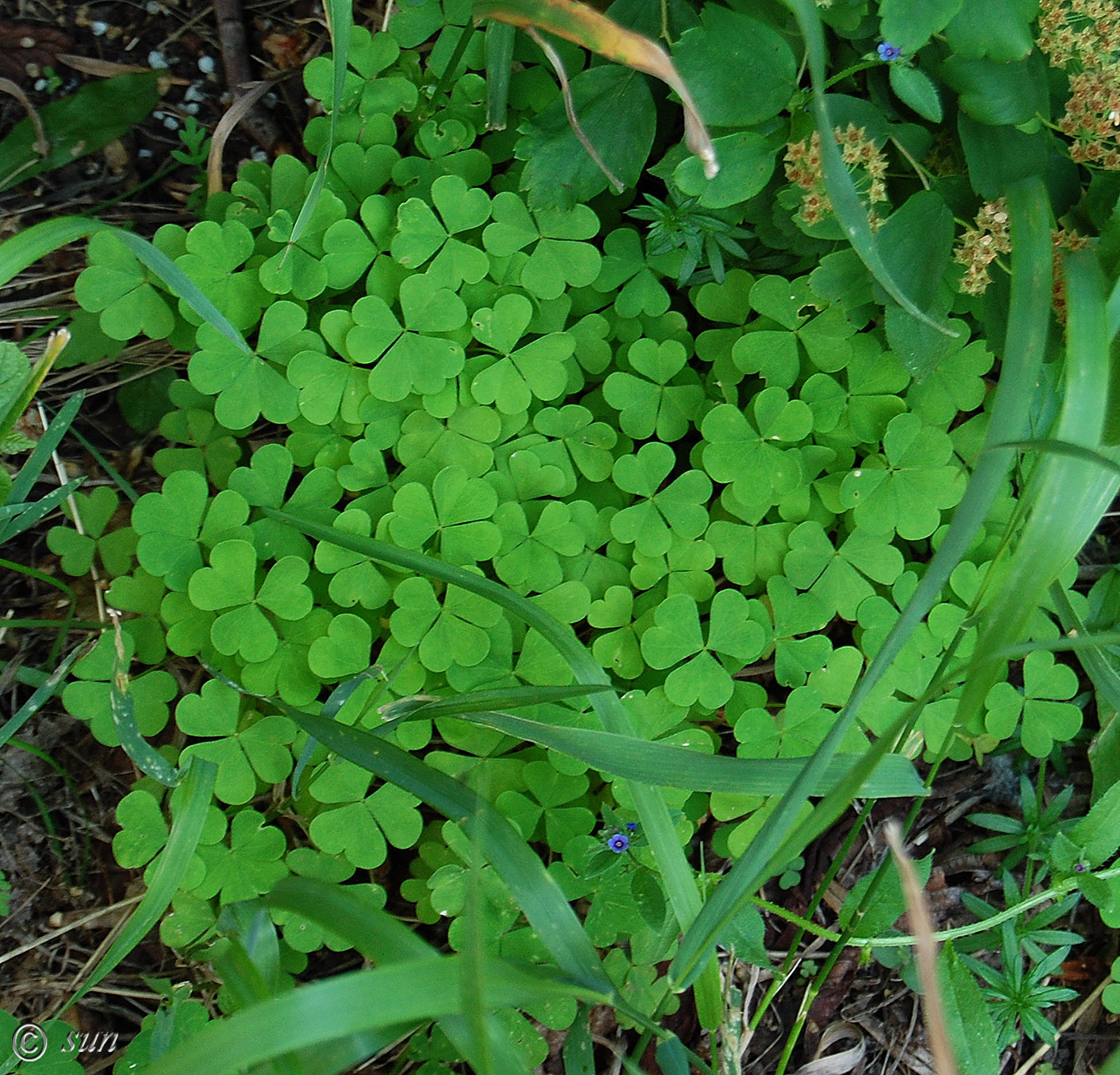 Изображение особи Oxalis acetosella.